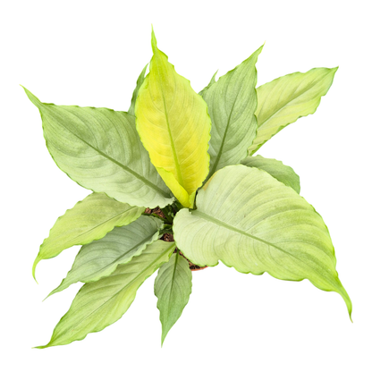 Spathiphyllum Grey