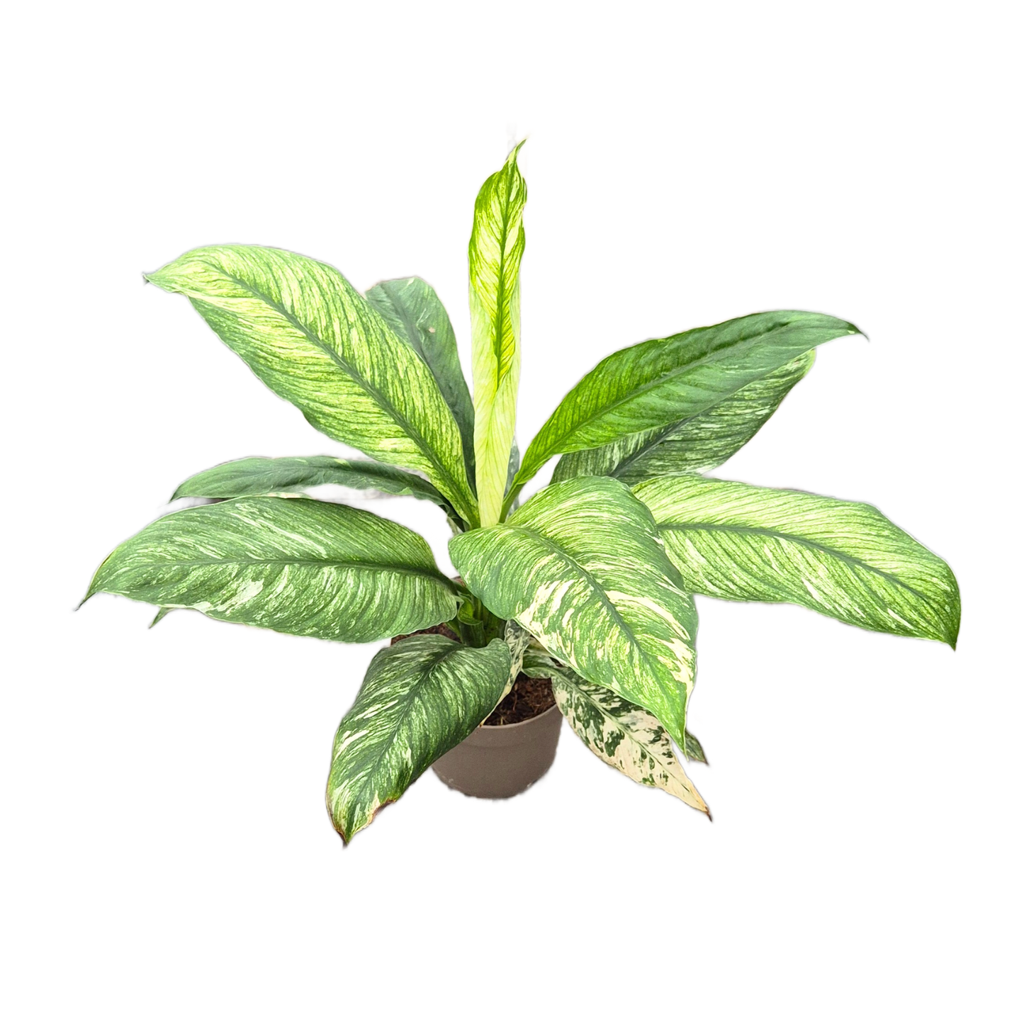 Spathiphyllum Sensation Variegata