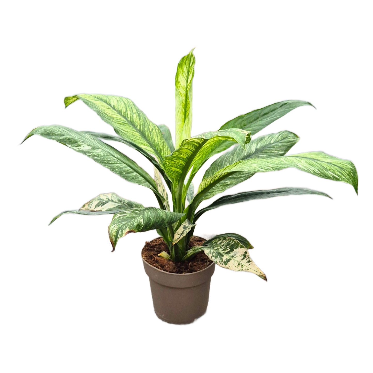 Spathiphyllum Sensation Variegata