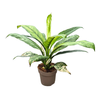 Spatiphyllum Sensation Variegata