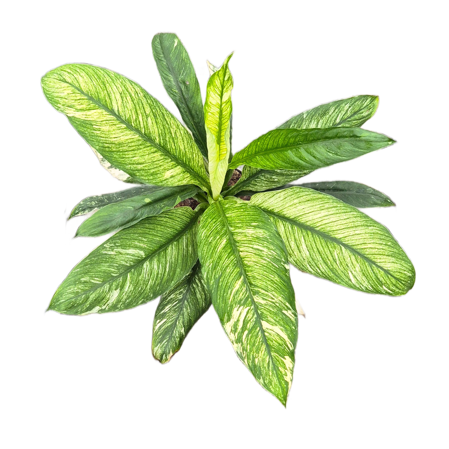 Spathiphyllum Sensation Variegata