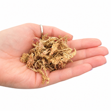 Sphagnum Mos - 100% natuurlijk