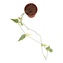 Streptocaulon Juventas Variegata