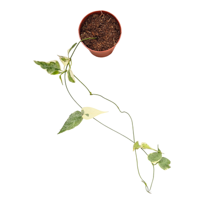 Streptocaulon « Juventas Variegata »