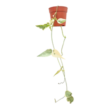Streptocaulon Juventas Variegata