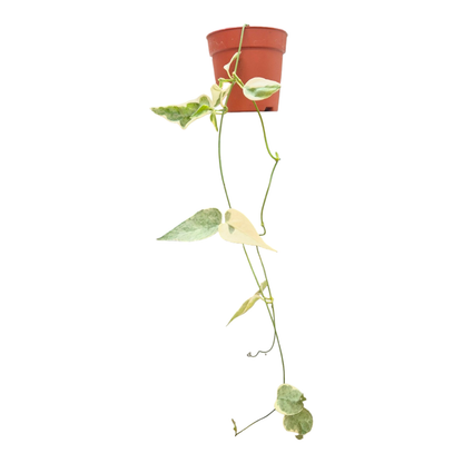 Streptocaulon « Juventas Variegata »