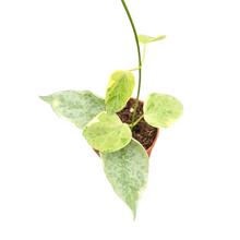 Streptocaulon Juventas Variegata