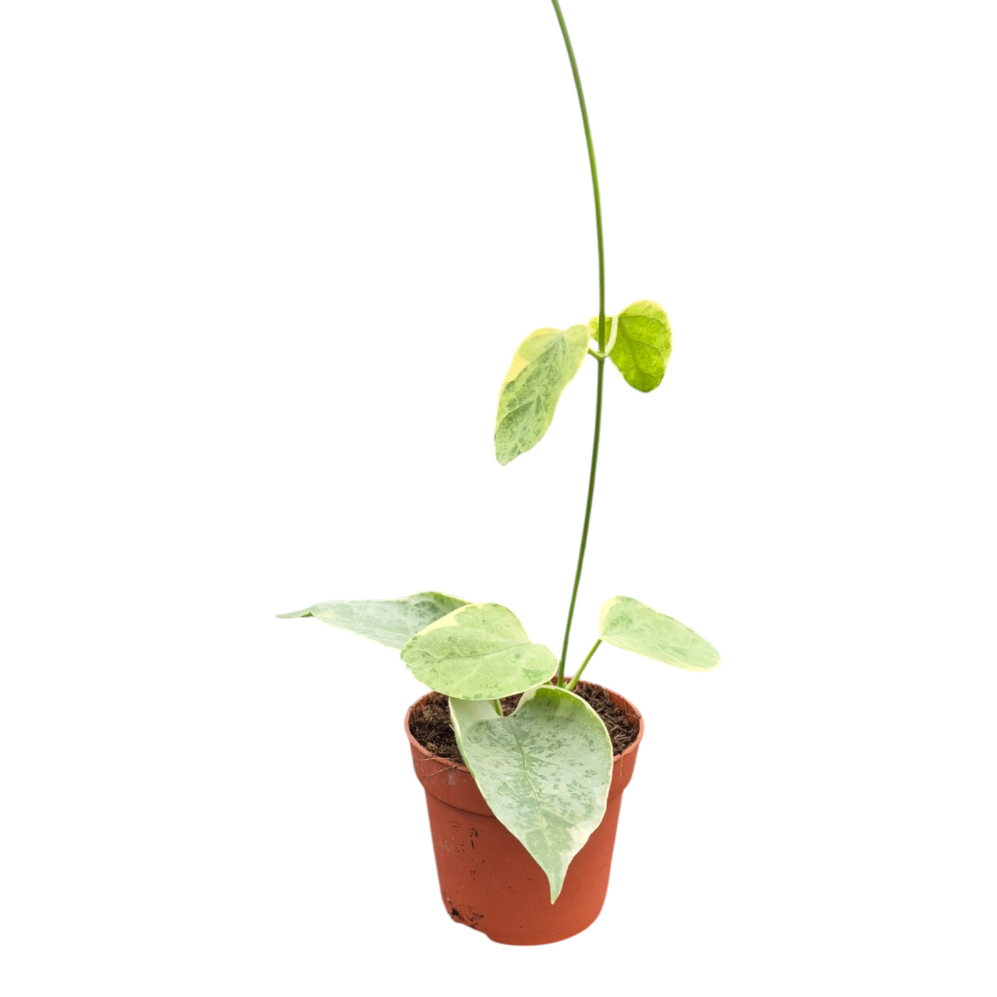 Streptocaulon Juventas Variegata