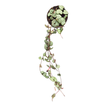 Ceropegia Woodii
