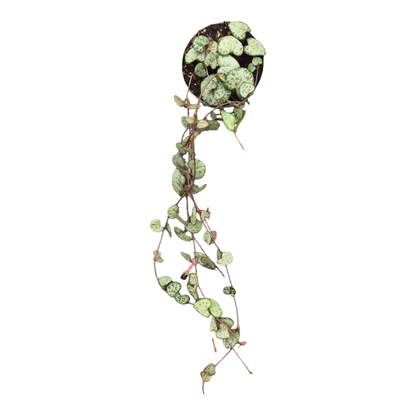 Ceropegia Woodii