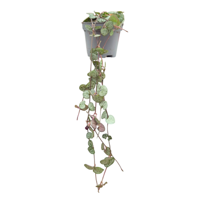 Ceropegia Woodii