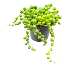 String of Pearls