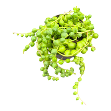 String of Pearls