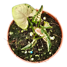 Syngonium Pink Godzilla