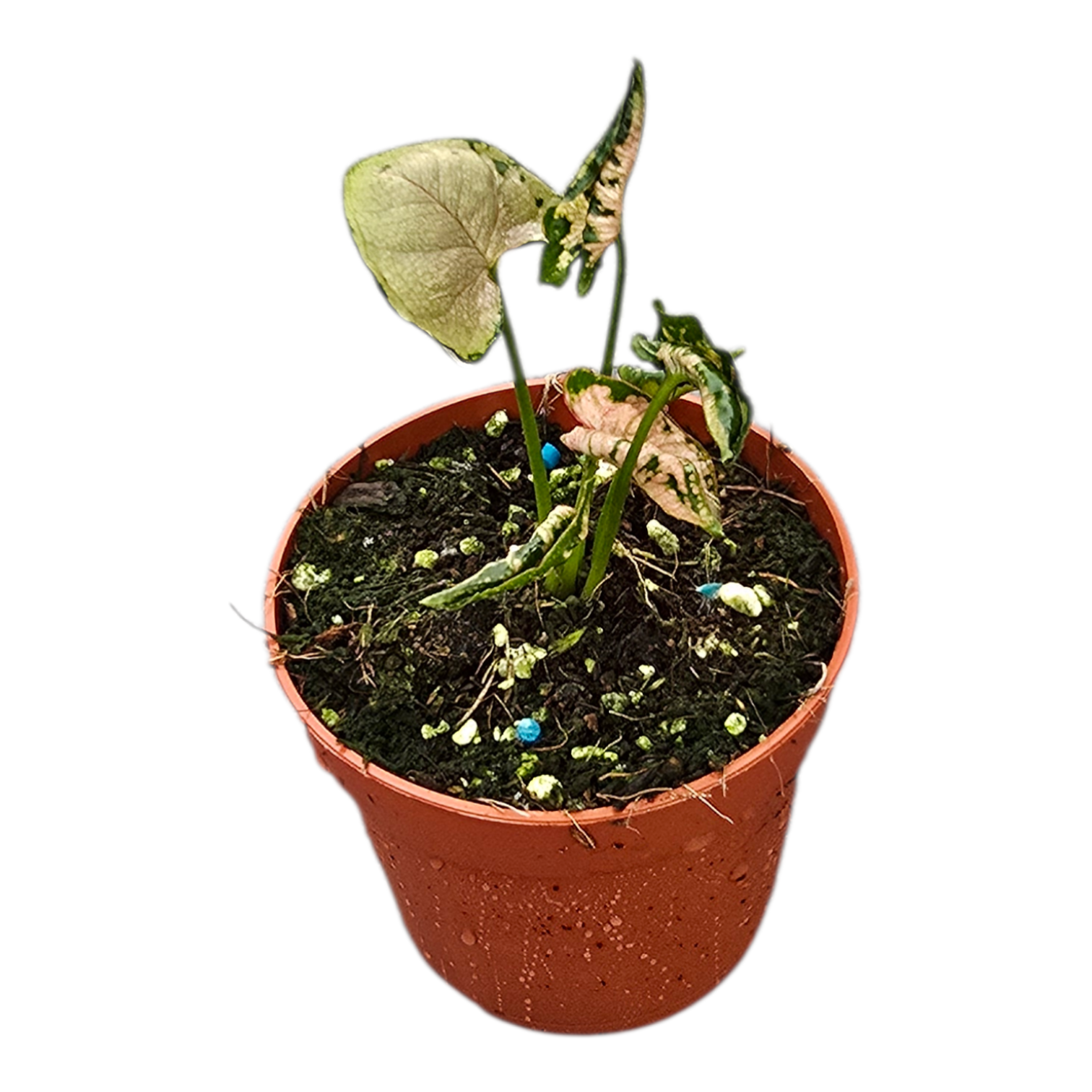 anthurium godzilla Syngonium Pink Godzilla – Casa Botanica