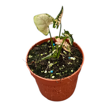 Syngonium Pink Godzilla