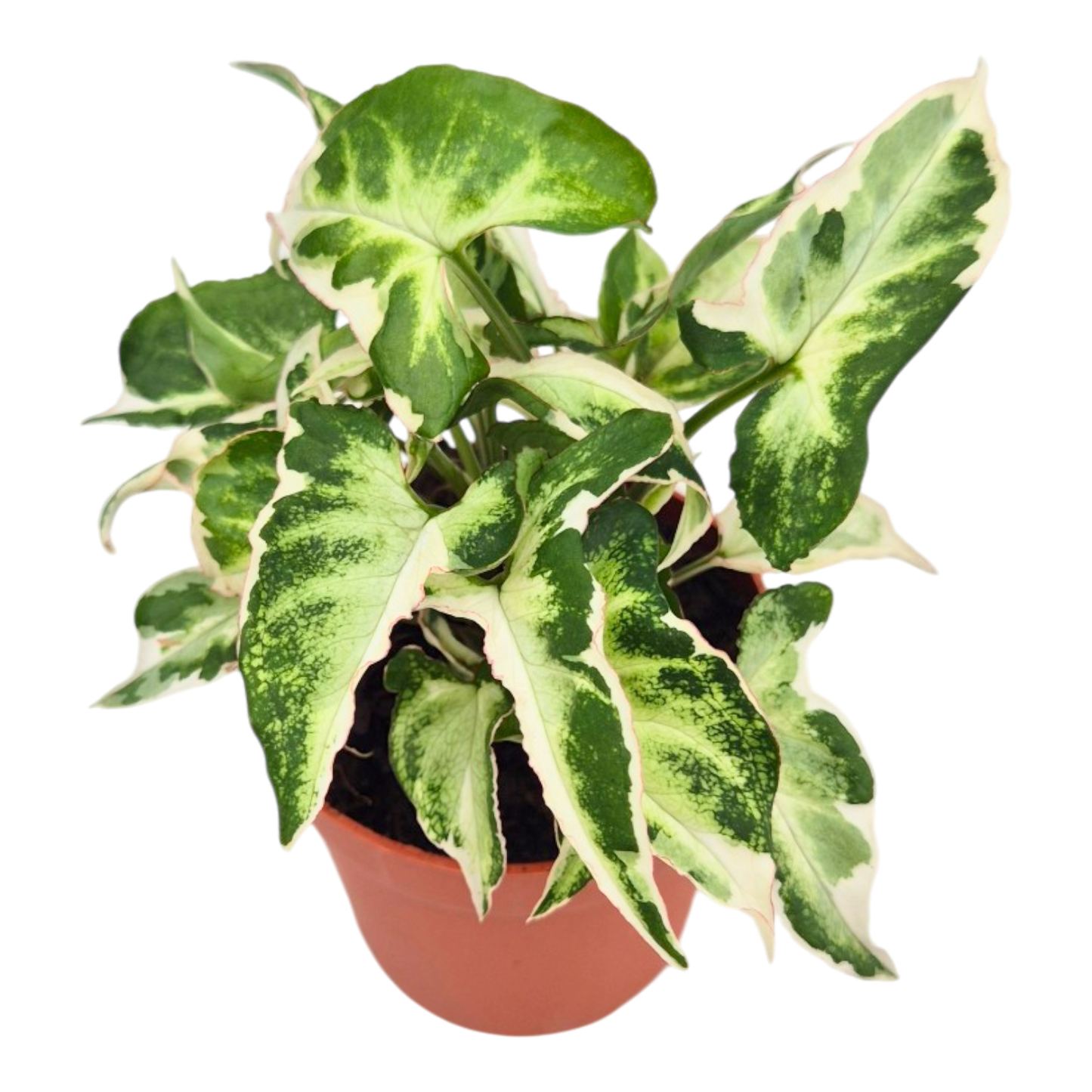 Syngonium Podophyllum Starlite