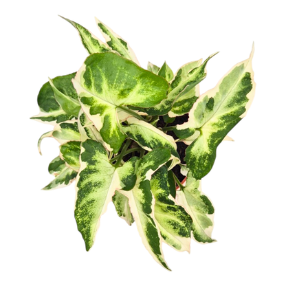 Syngonium Podophyllum Starlite