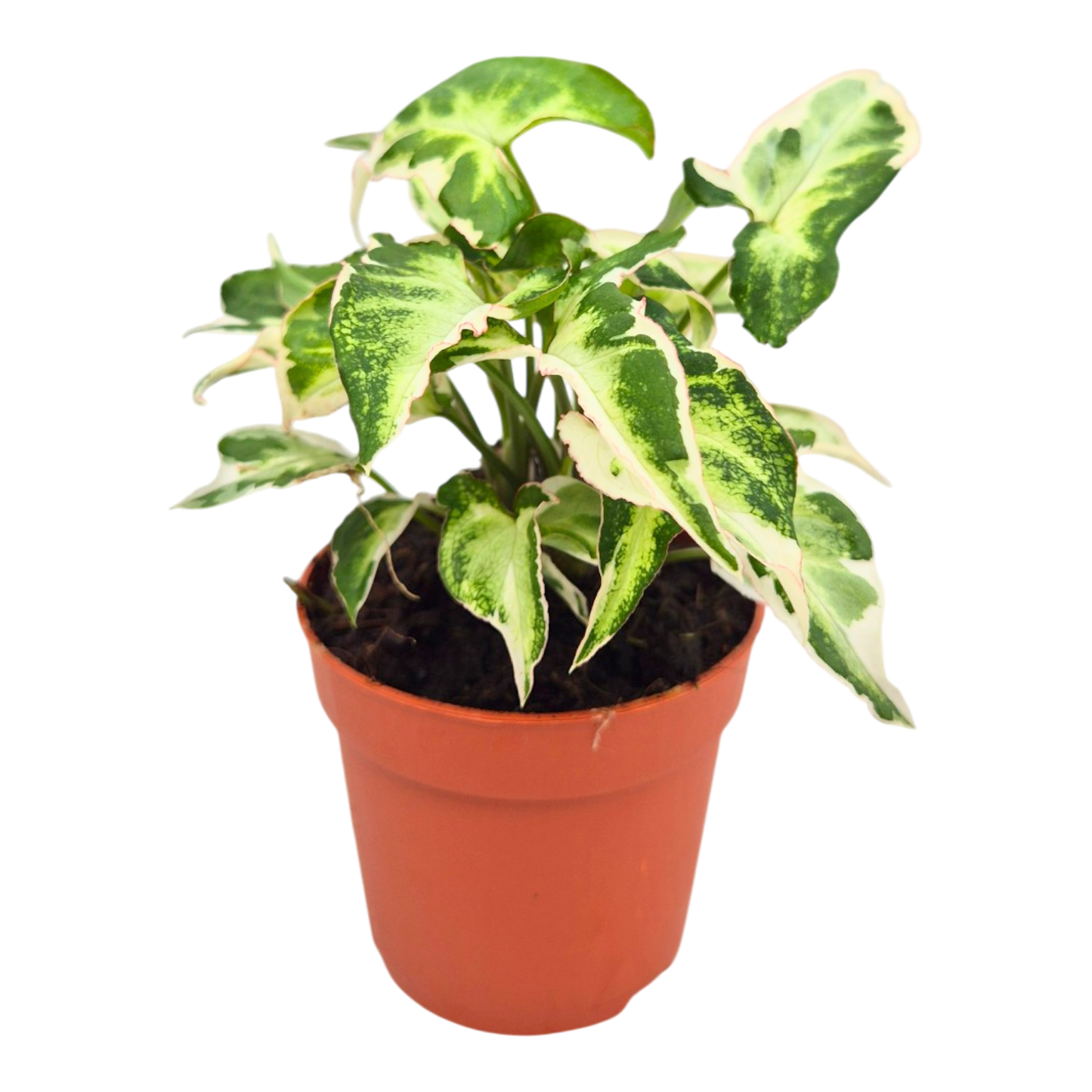 Syngonium Podophyllum Starlite