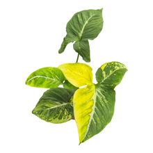 Syngonium « Œufs brouillés »