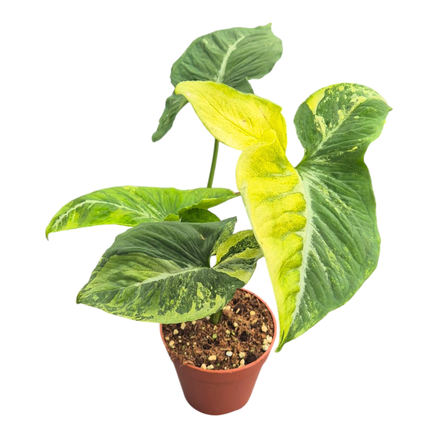 Syngonium „Scrambled Eggs“