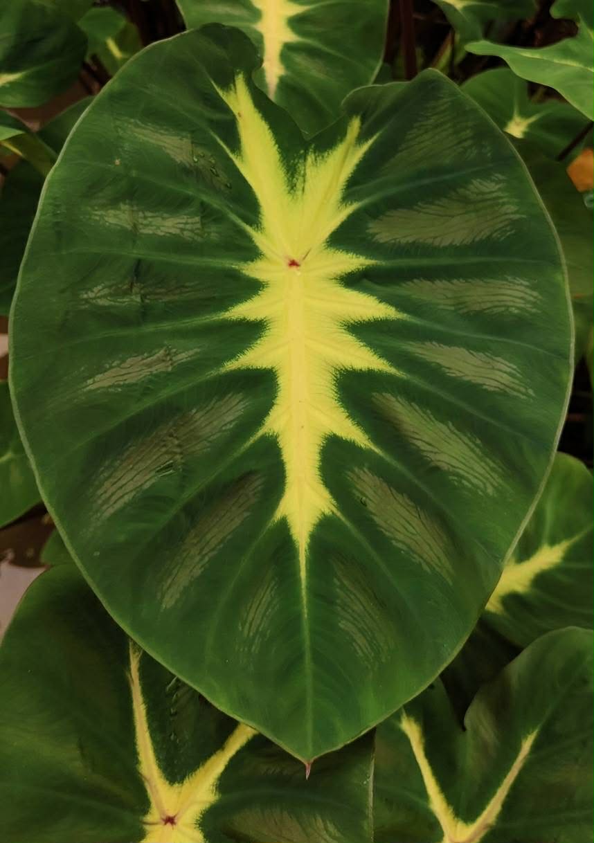 Colocasia hybride « Lime Oasis »