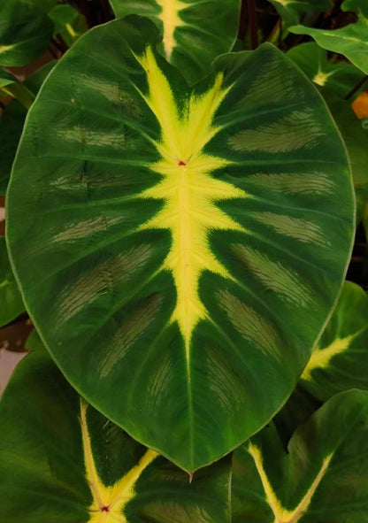 Colocasia hybride « Lime Oasis »