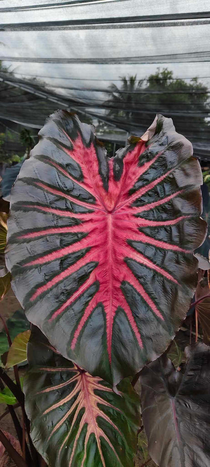 Colocasia Hybrid Mocha Lava