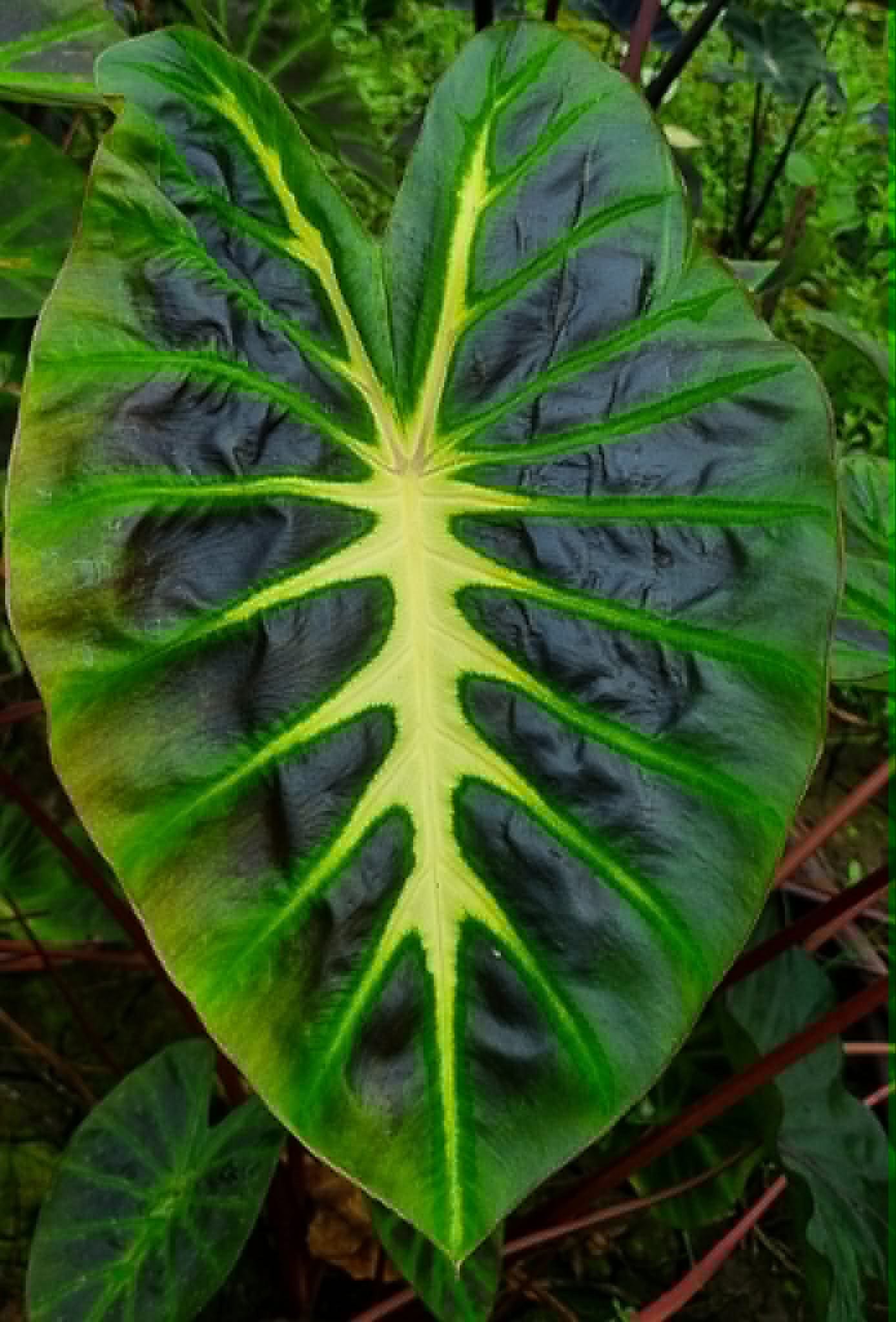 Colocasia Hybrid Sita