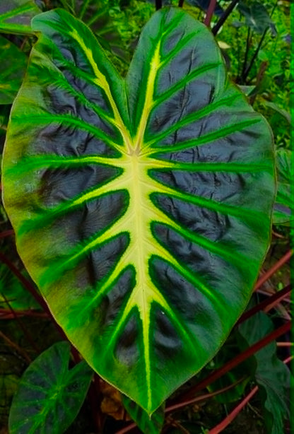 Colocasia Hybrid Sita