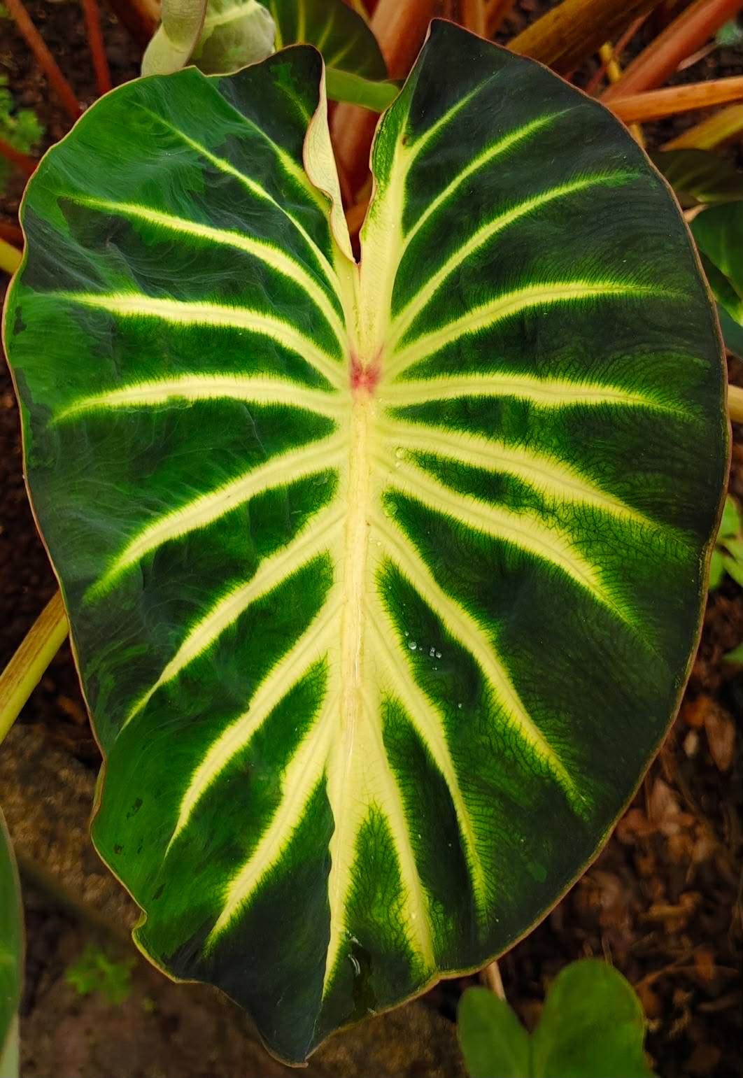 Colocasia Hybrid Solar System
