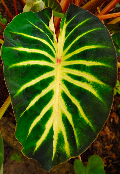 Colocasia Hybrid Solar System