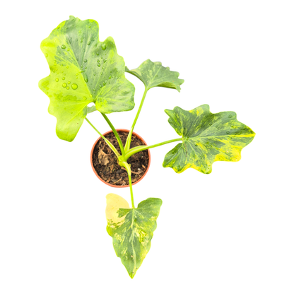 Thaumatophyllum Bipinnatifidum Variegata