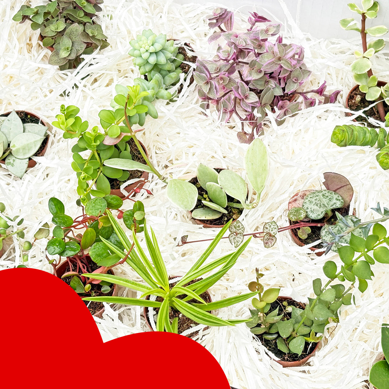禮盒 - AMORINI - XS 迷你植物禮盒 - 3.5 公分