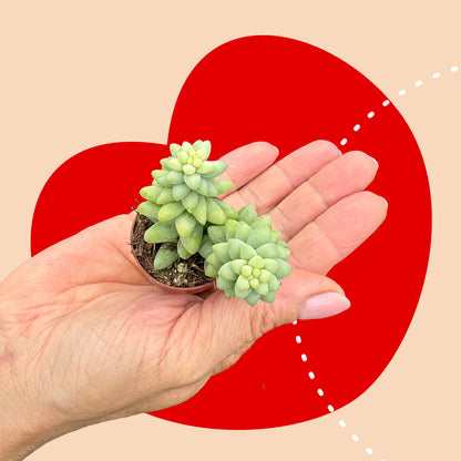 Geschenkbox – AMORINI – XS Mini-Pflanzen-Geschenkbox – 3,5 cm