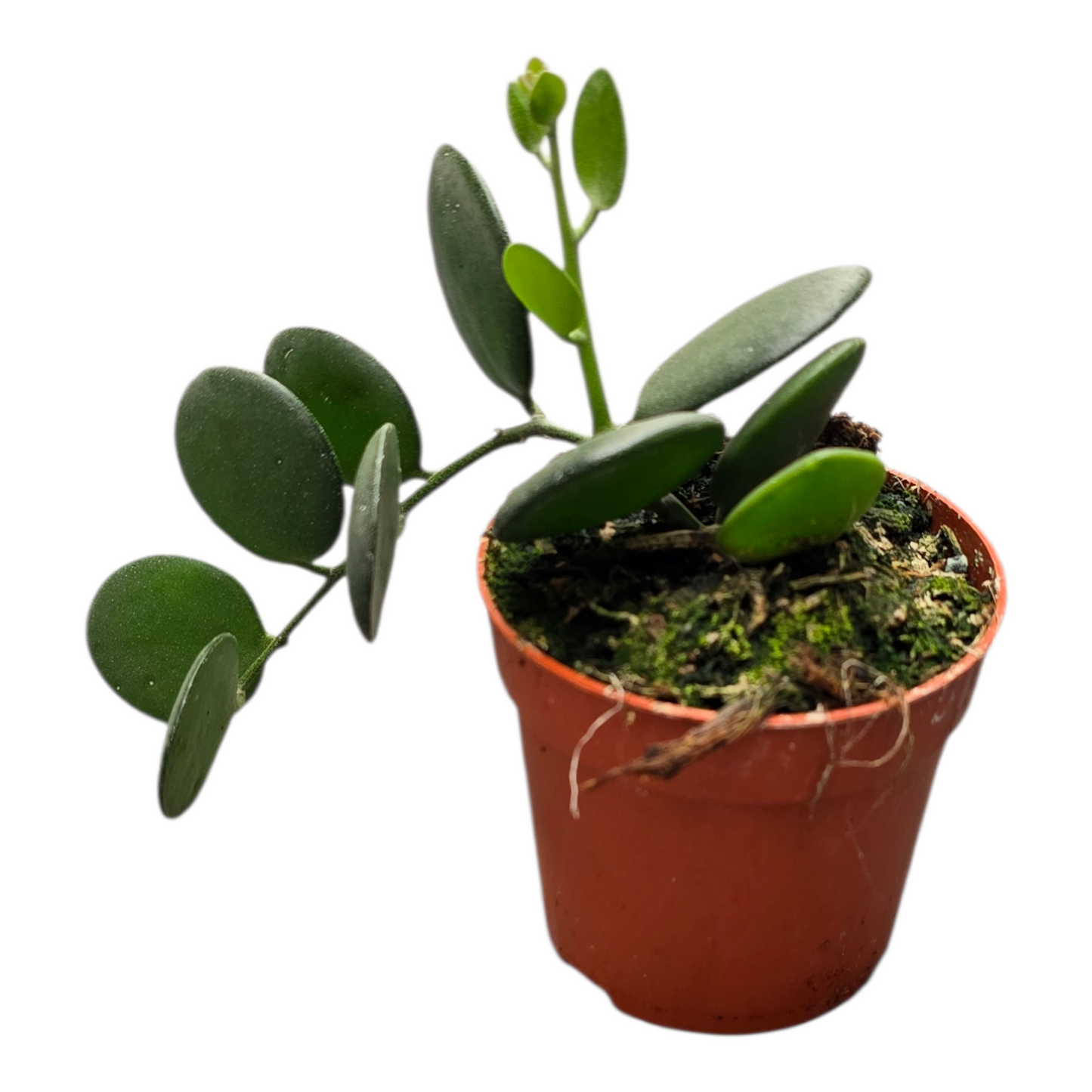 Xerosicyos Danguyi