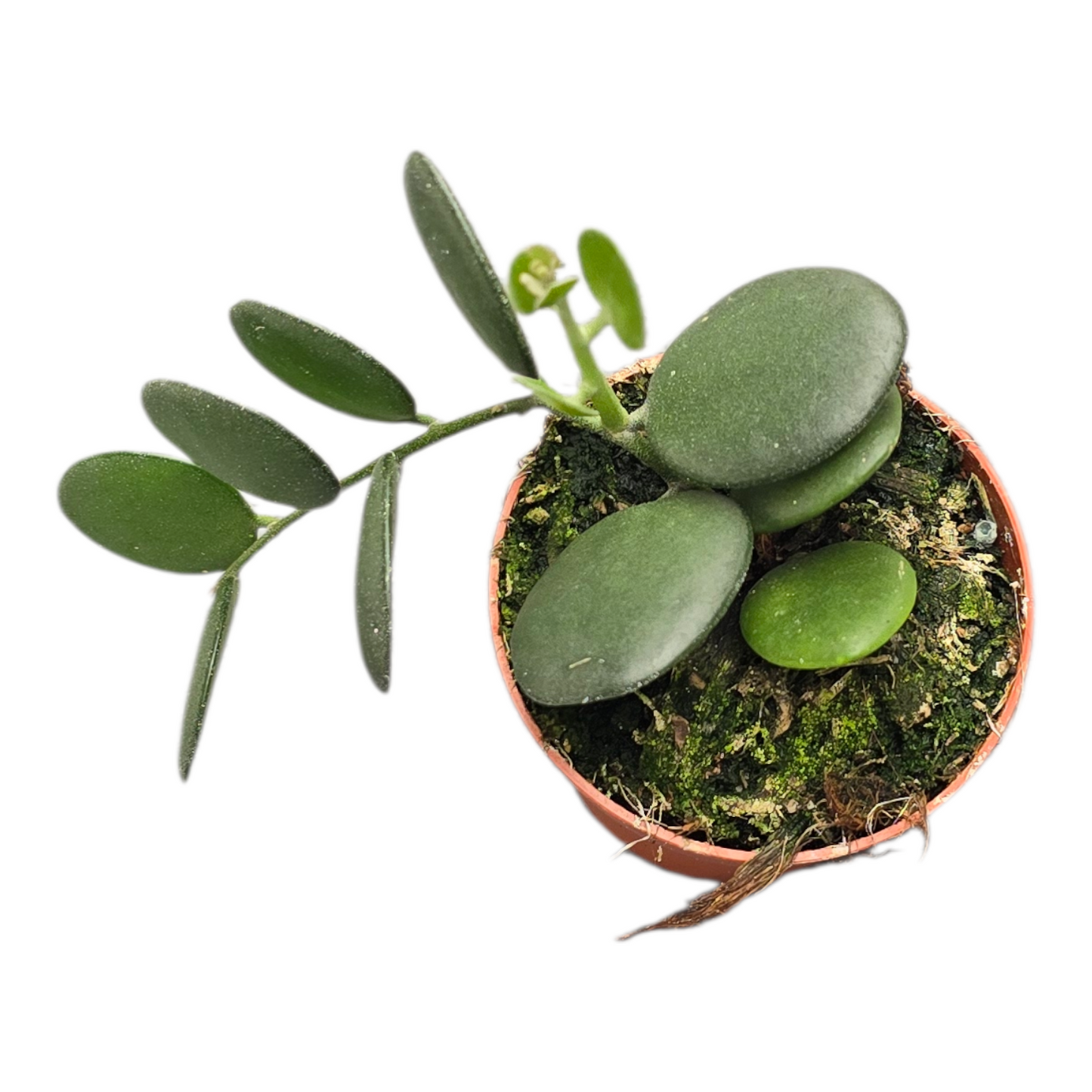 Xerosicyos Danguyi