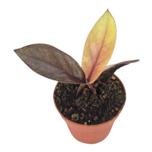 Zamioculcas Black Pink Orange LIVE SALE 1