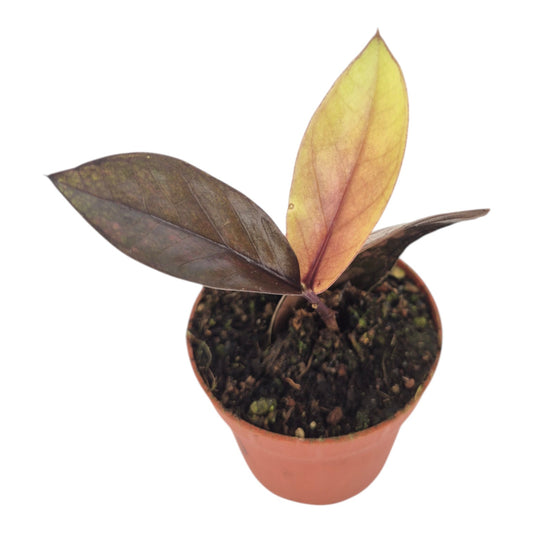 Zamioculcas Black Pink Orange LIVE SALE 1
