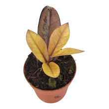Zamioculcas Black Pink Orange LIVE SALE 2