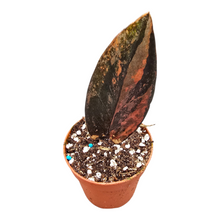 Zamioculcas Black Pink Orange