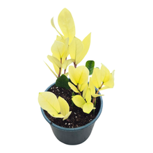 Zamioculcas Chameleon