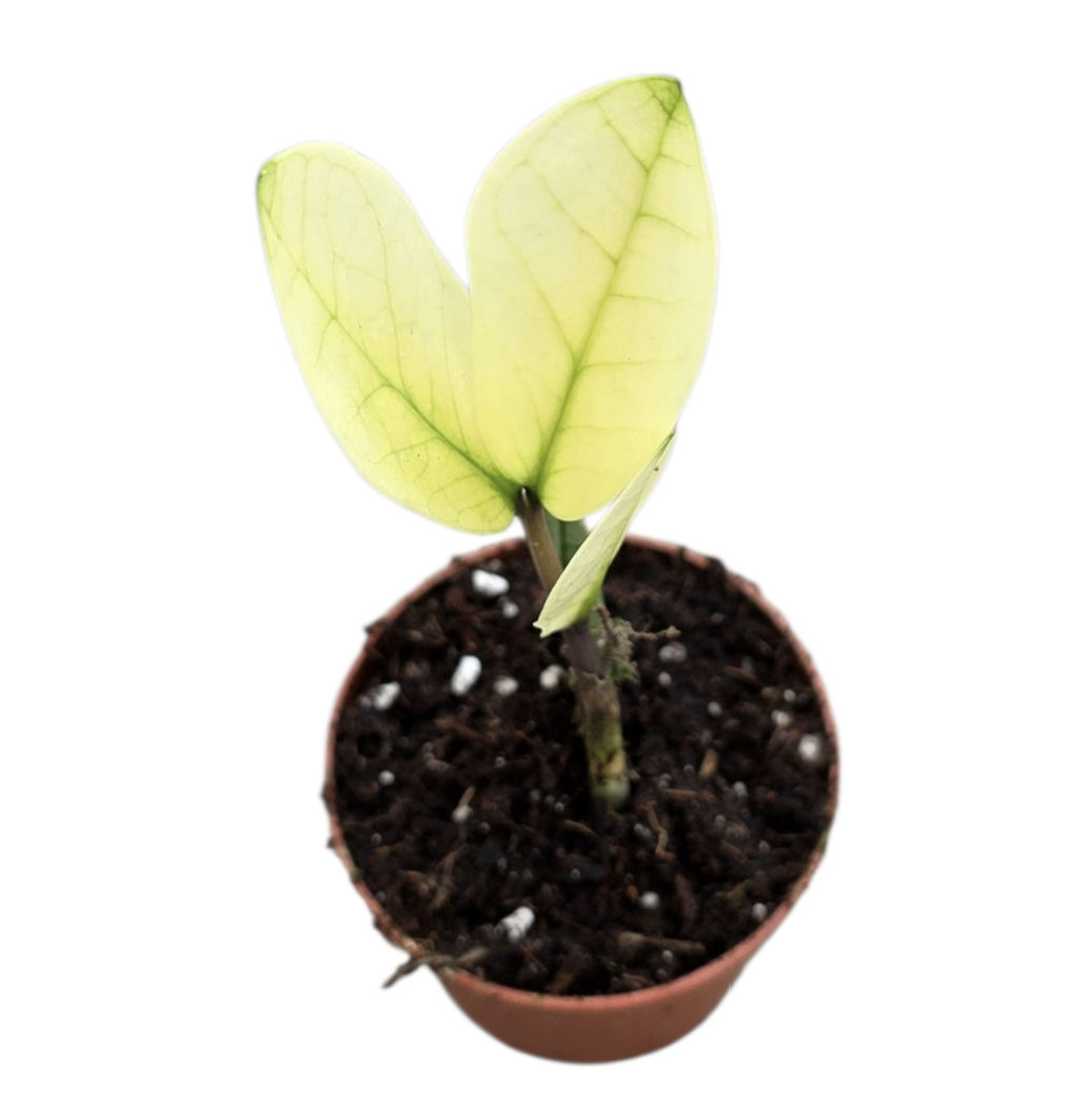 Zamioculcas Chameleon