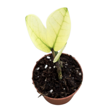 Zamioculcas Chameleon