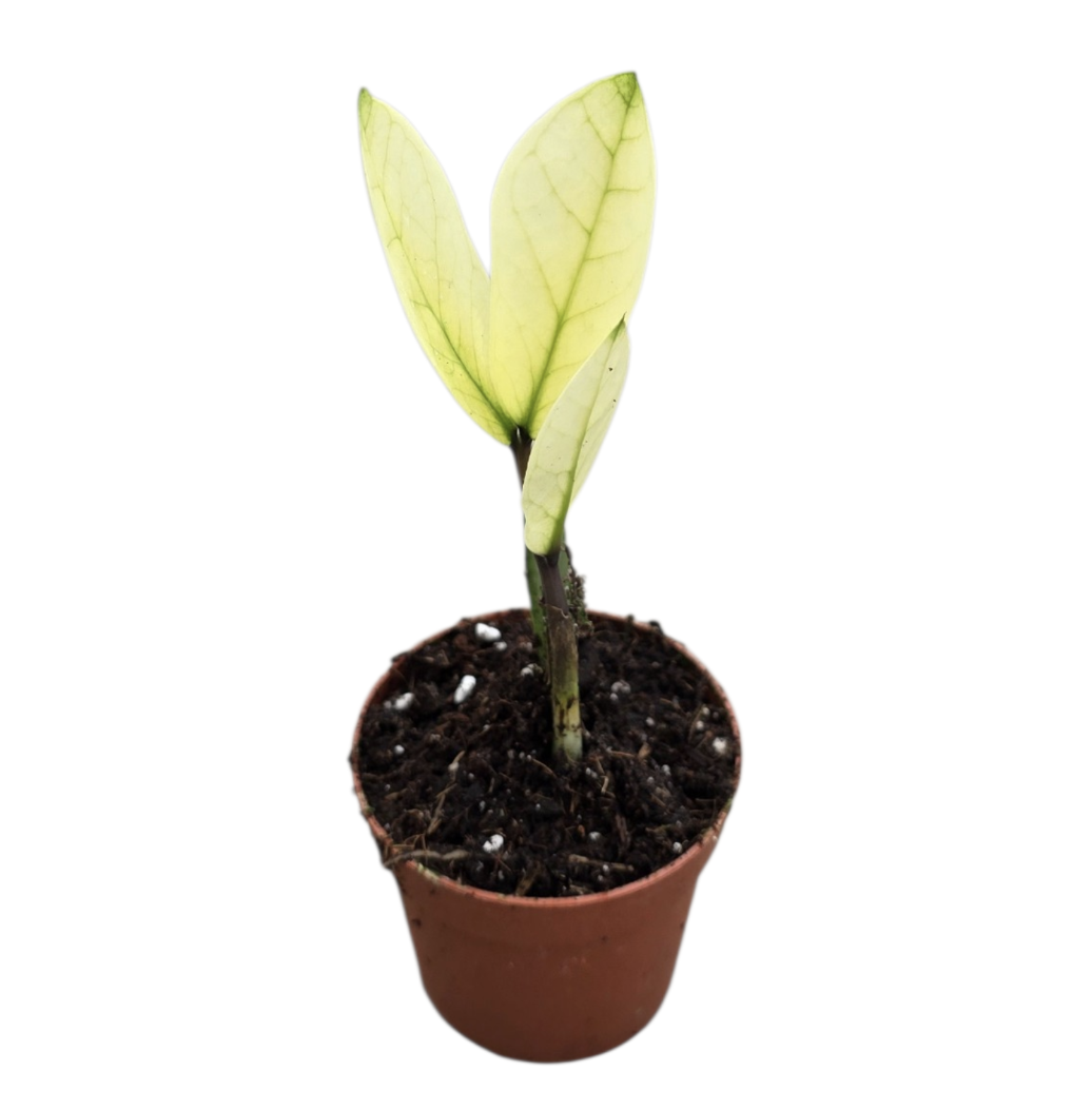 chameleon zz plant Zamioculcas Chameleon – Casa Botanica
