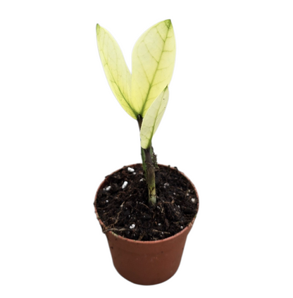 Zamioculcas Chameleon