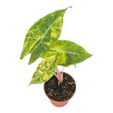 Alocasia Nairobi Nights Variegata LIVE SALE 1