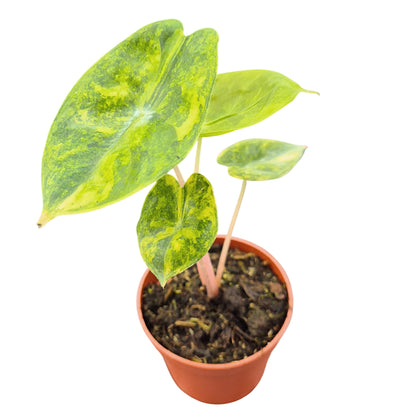 Alocasia Pink Dragon Variegata