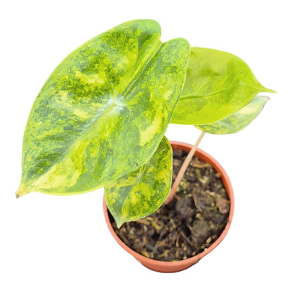 Alocasia Pink Dragon Variegata