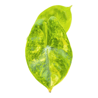 Alocasia Pink Dragon Variegata